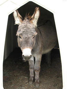 Swan's Pumpkin Farm in Racine County - Petting Zoo Donkey