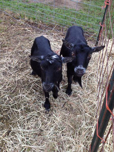 Swan's Pumpkin Farm in Racine County - Petting Zoo Goats