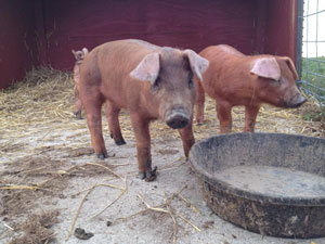 Swan's Pumpkin Farm in Racine County - Petting Zoo Pigs
