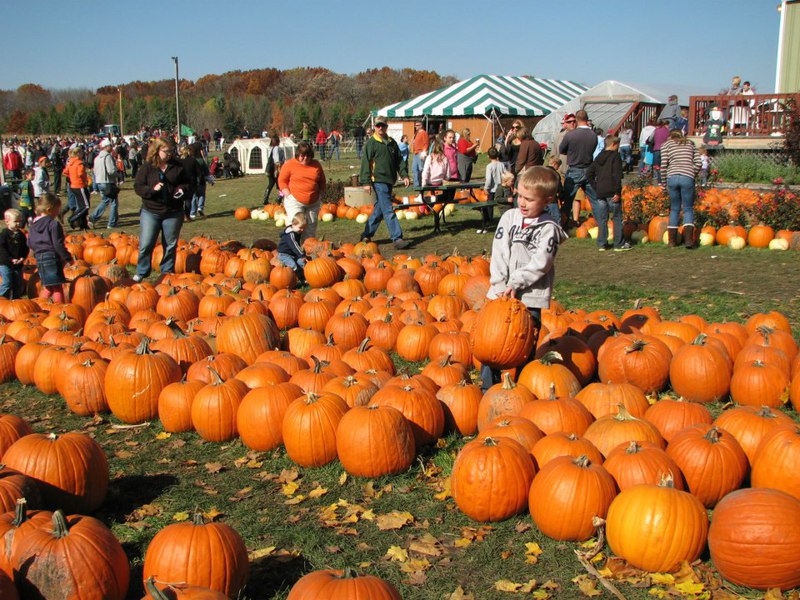 Swan's Pumpkin Farm in Racine County - Pumpkin Patch